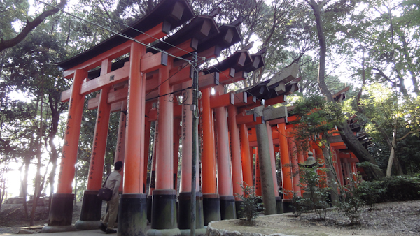 a line of torii gates from the side